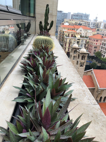 Giselle's Saifi gardens - Less is more!