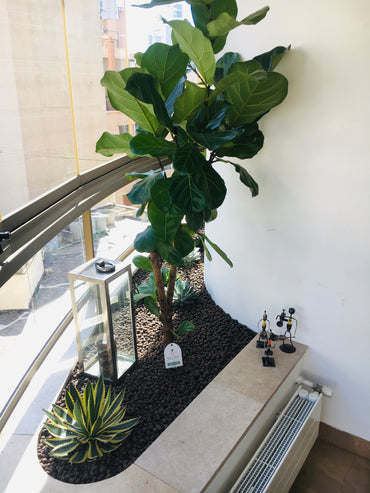 Nicole's Interiorscaping