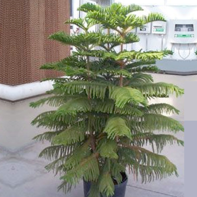 Araucaria