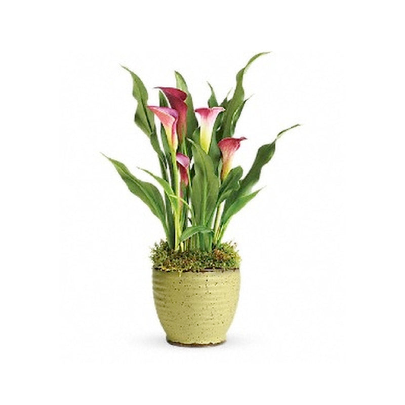 Calla Lily