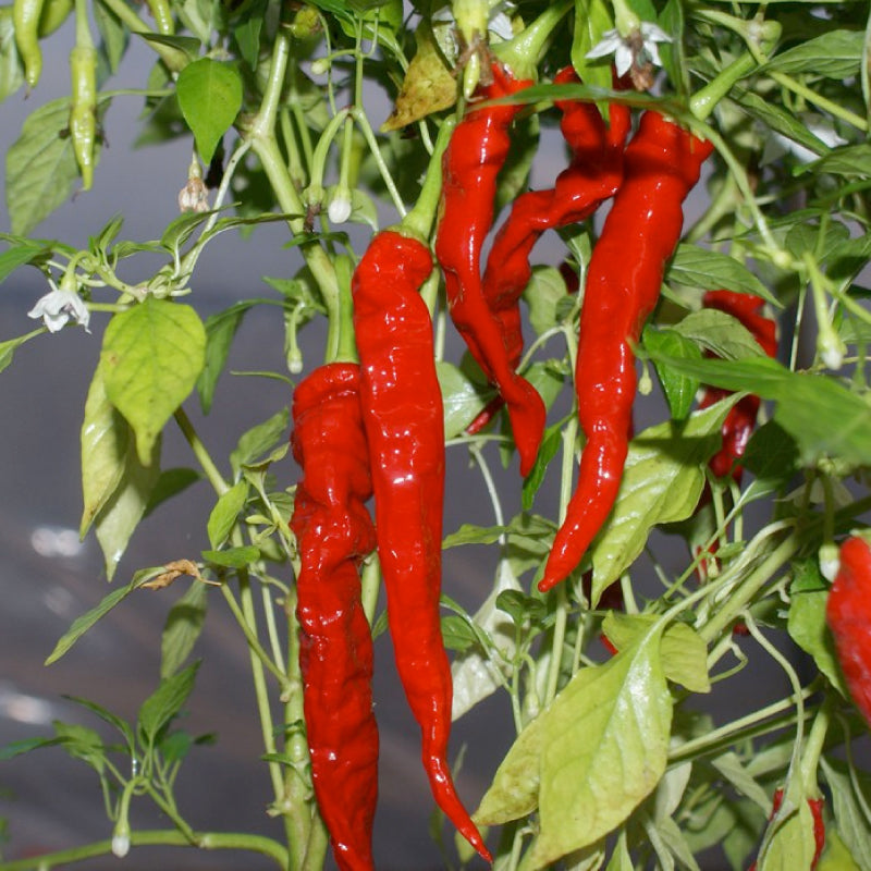 The Red Demon Pepper