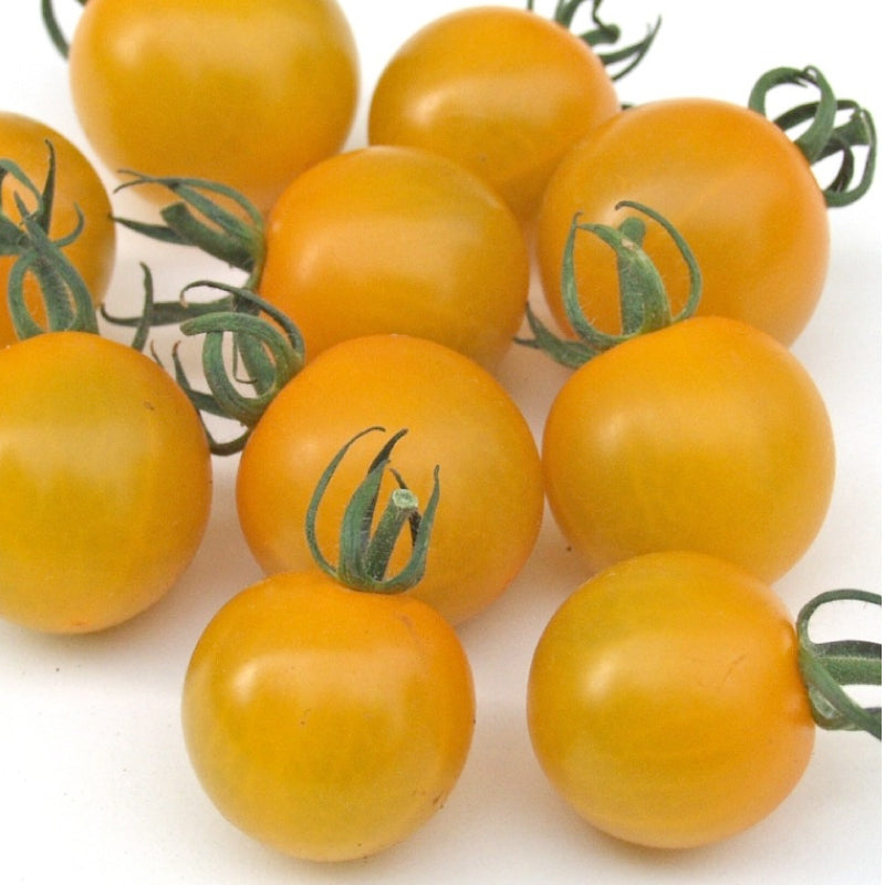 The Golden Sun Tomato