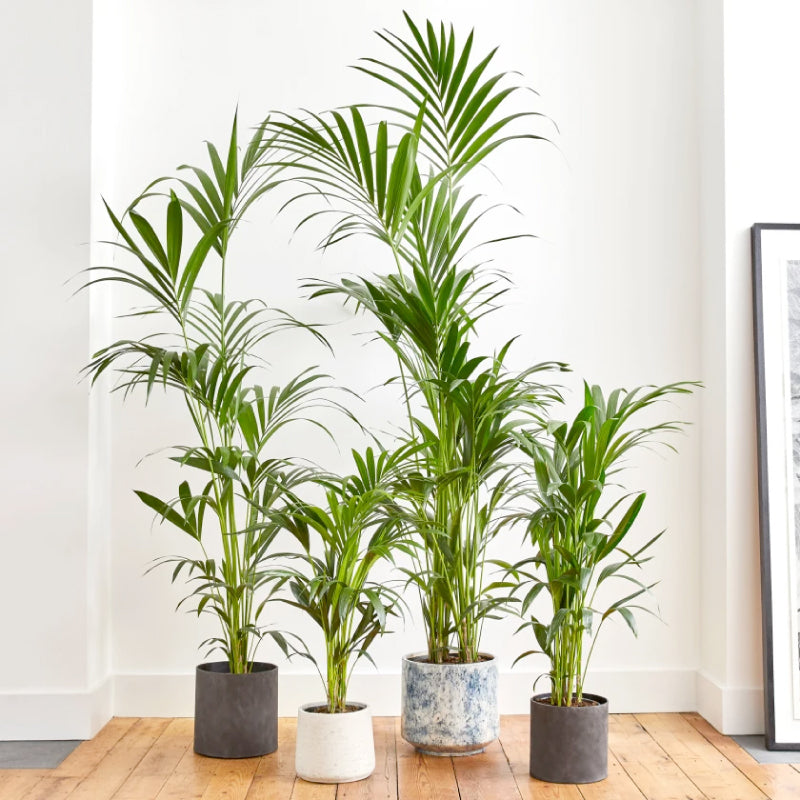 Kentia Palm
