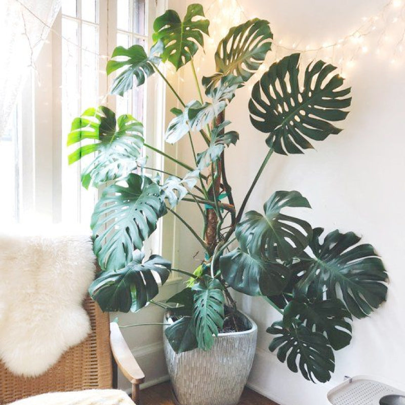 Monstera