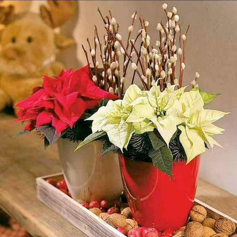 Poinsettia