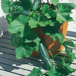 The Baby Fingers Cucumber