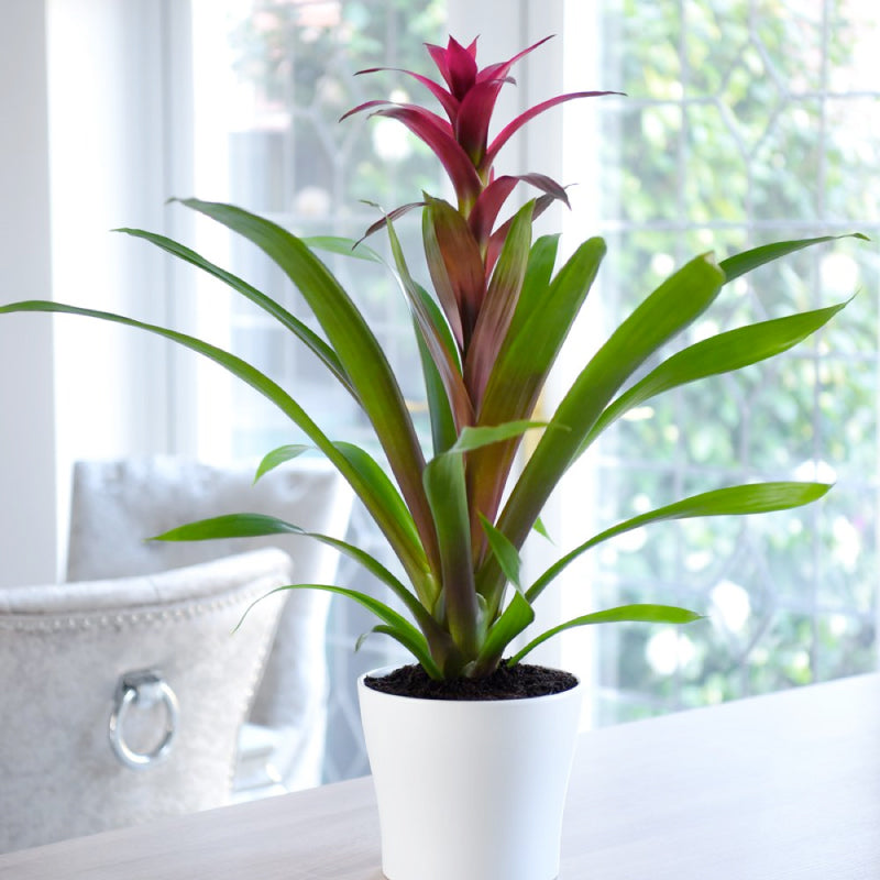 The Bromeliad Plant