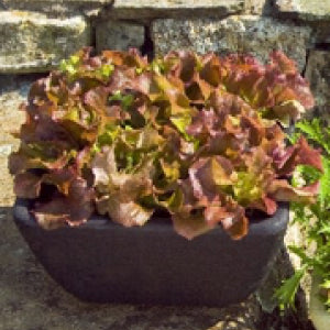 The Lily Lettuce