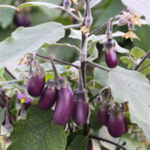 The Pamela Eggplant