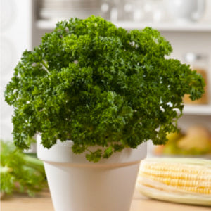 The Peter Pan Parsley