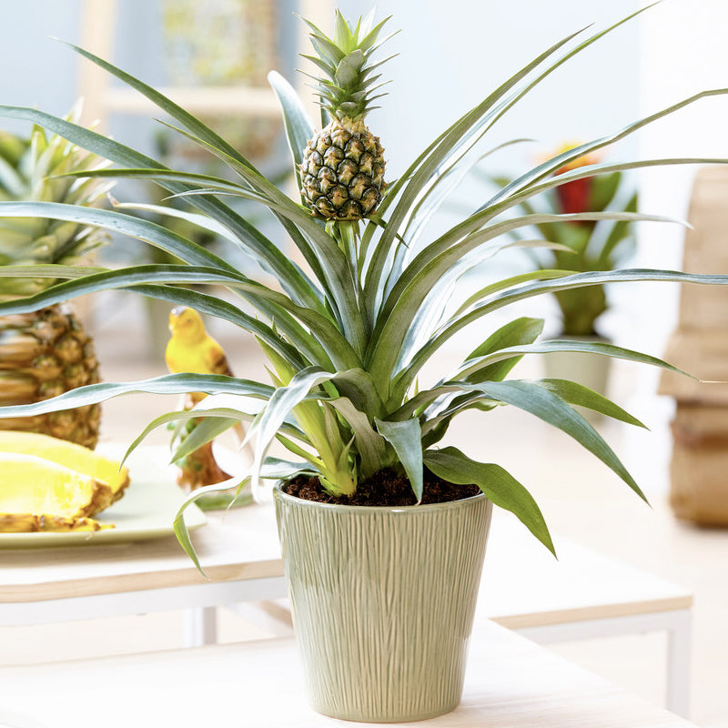 The Pineapple Plant