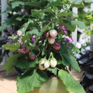 The Purple Zebra Eggplant