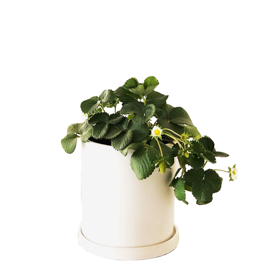 Decoration Plant