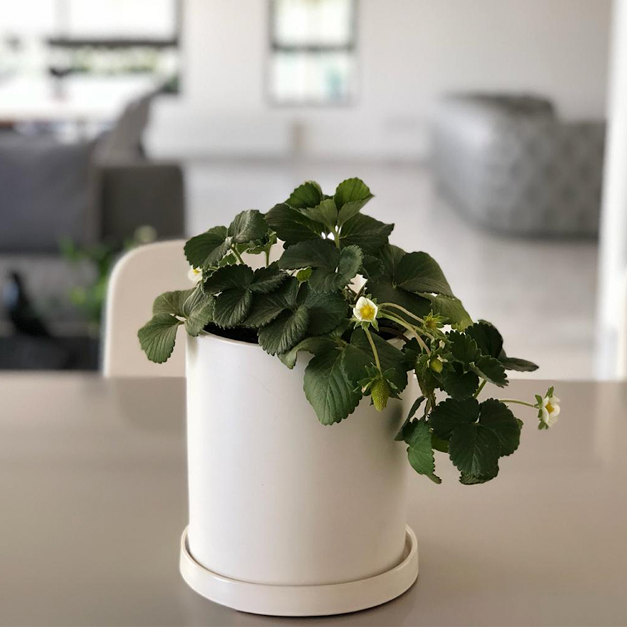 Decoration Plant