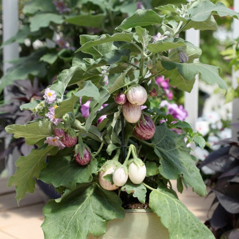The Purple Zebra Eggplant