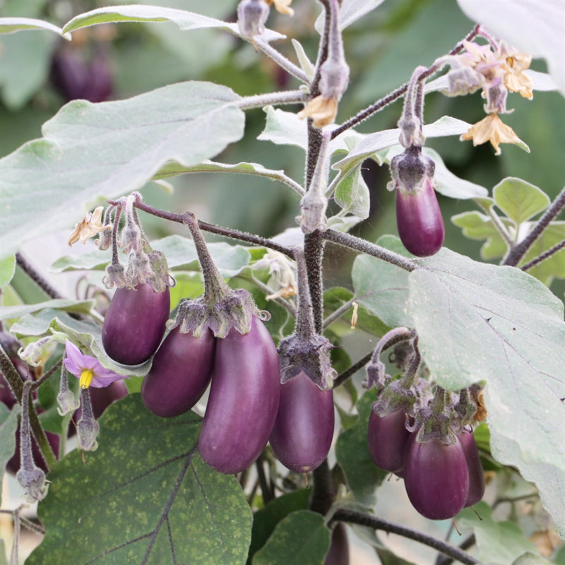 The Pamela Eggplant