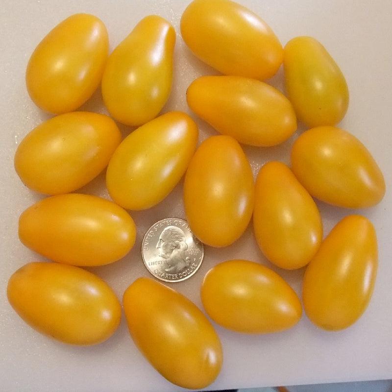 The Garfield Tomato