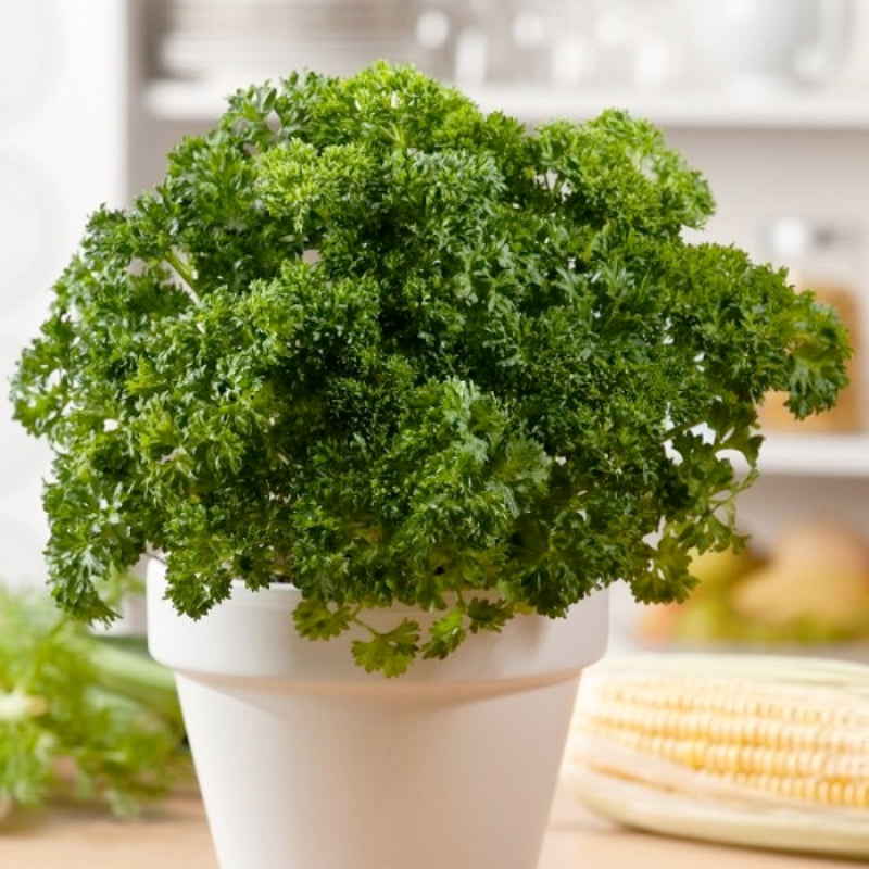 The Peter Pan Parsley