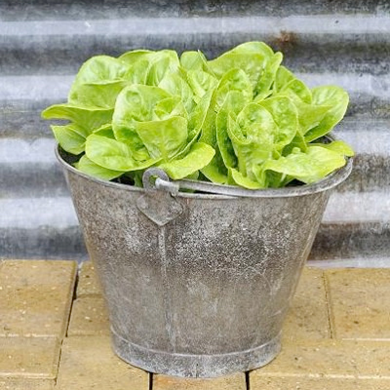 The Lulu Lettuce