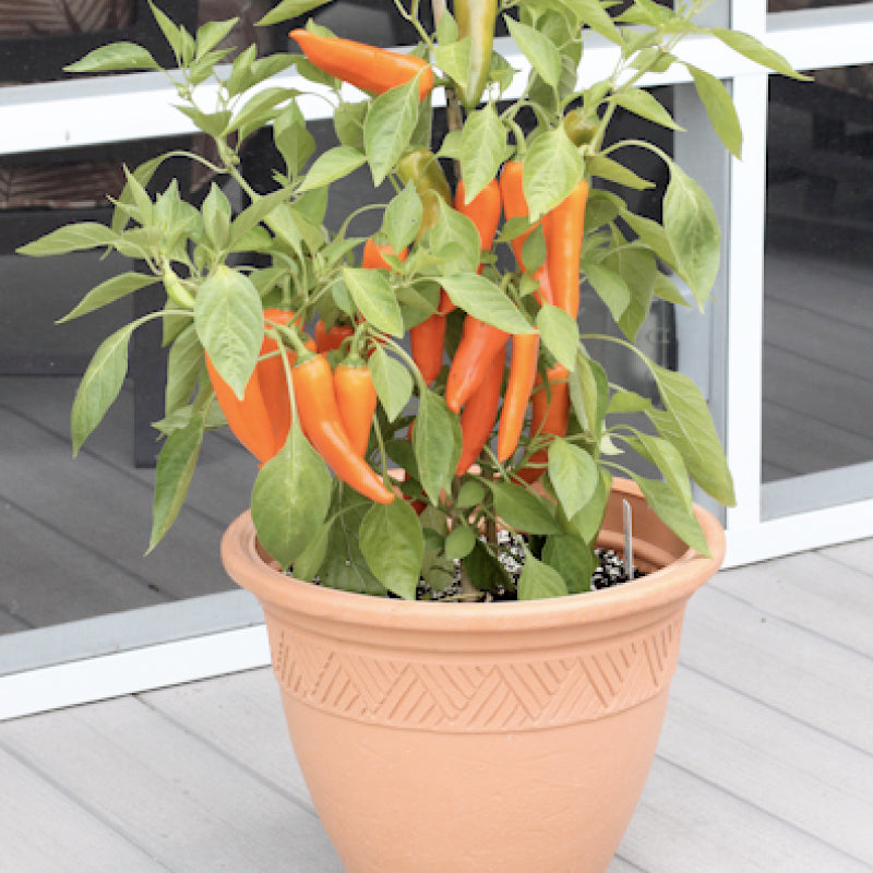 The Orange Dream Pepper