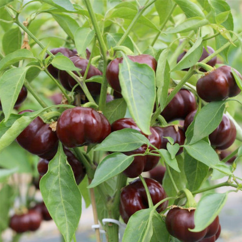 The Sweet Black Pepper