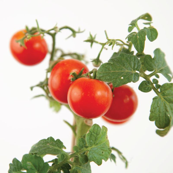 Outdoor Plants