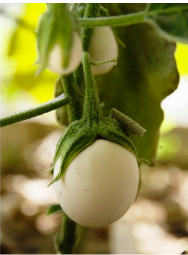 Snow White Eggplant
