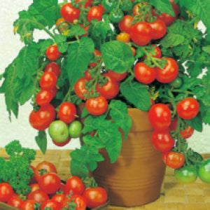 The Chanel Cherry Tomatoes