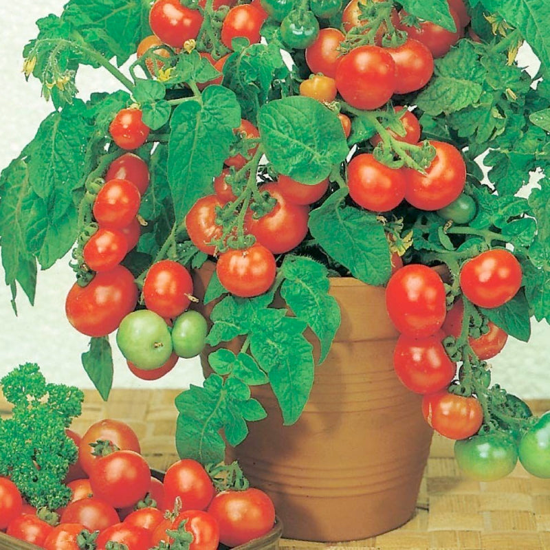 The Chanel Cherry Tomatoes