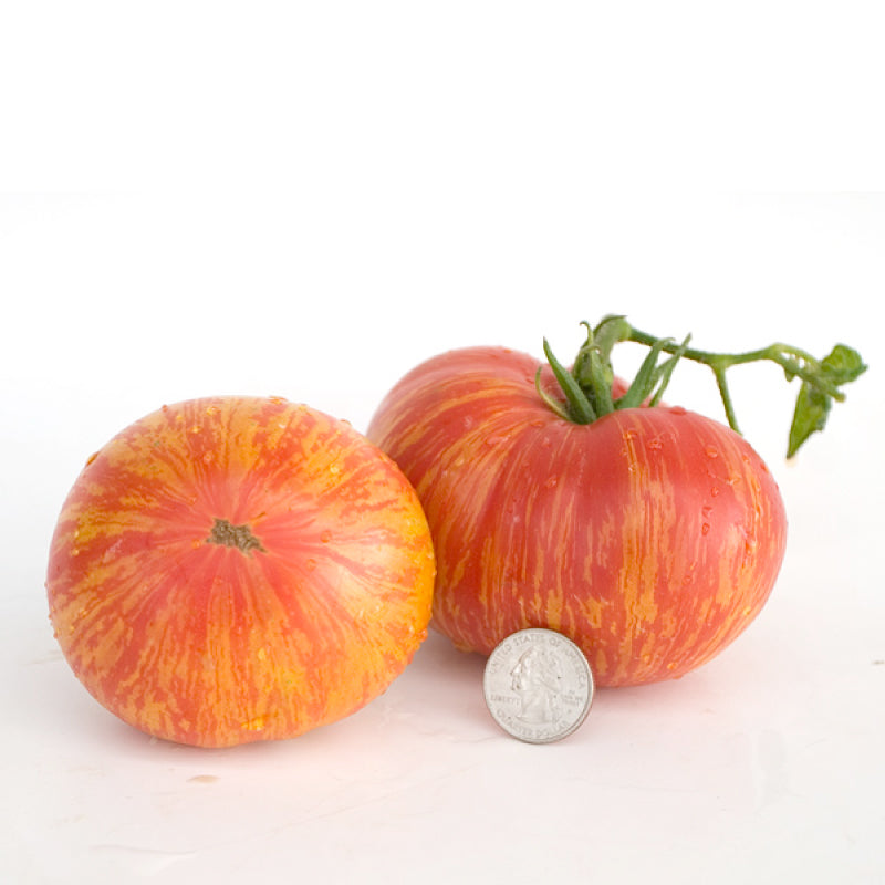 The Striped Dwarf Tomato